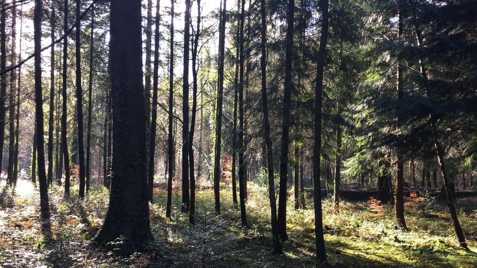 Whitestone Forest near Trellech