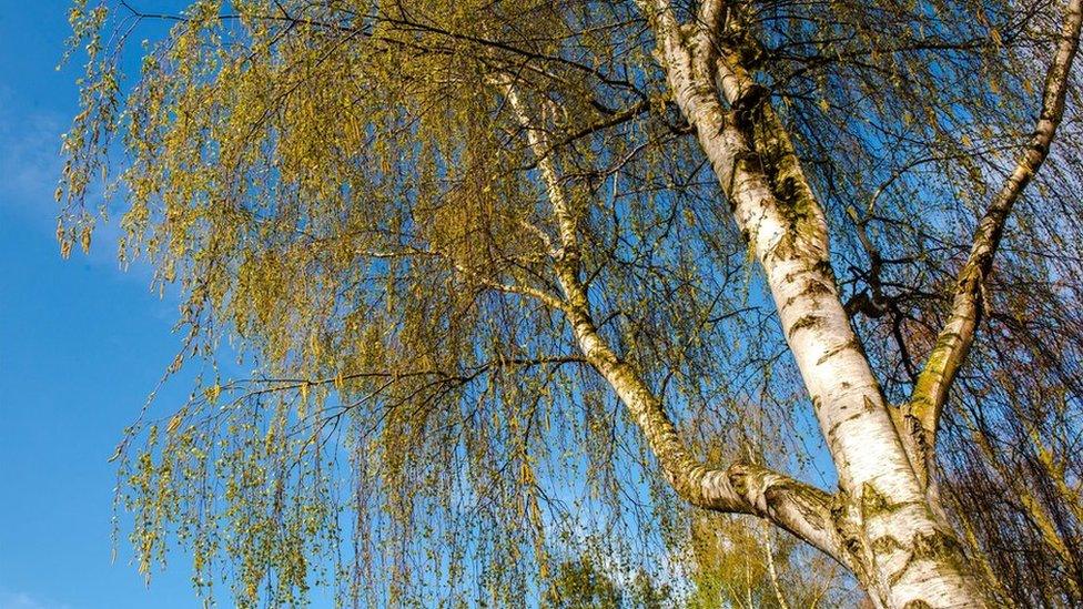 A view of a birch tree