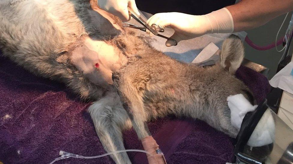 Injured kangaroo is treated at Lort Smith Animal Hospital