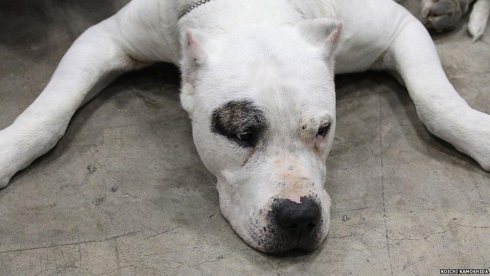 A Dogo Argentino