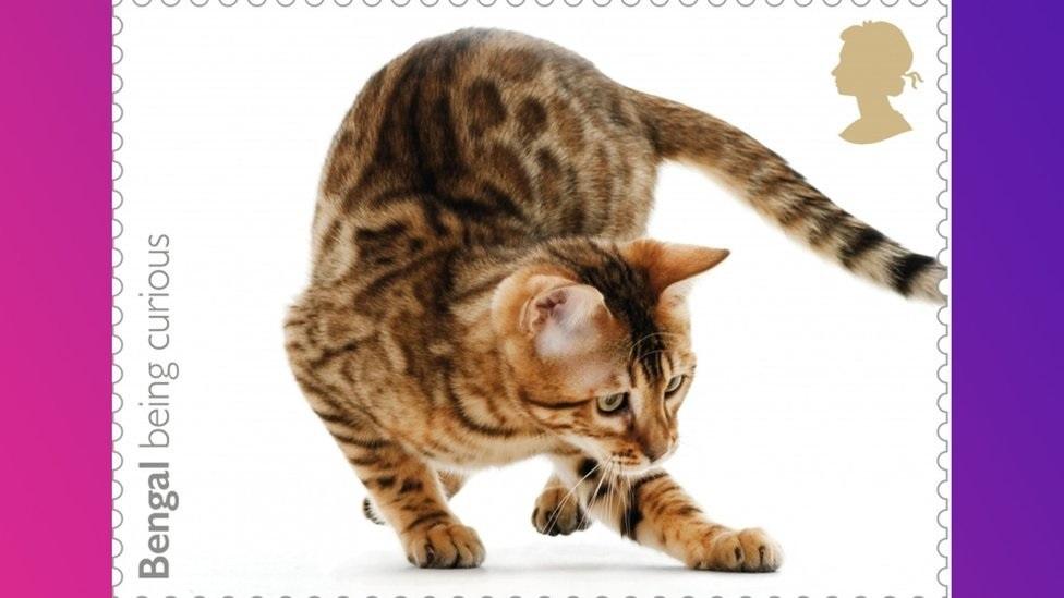 Bengal cat