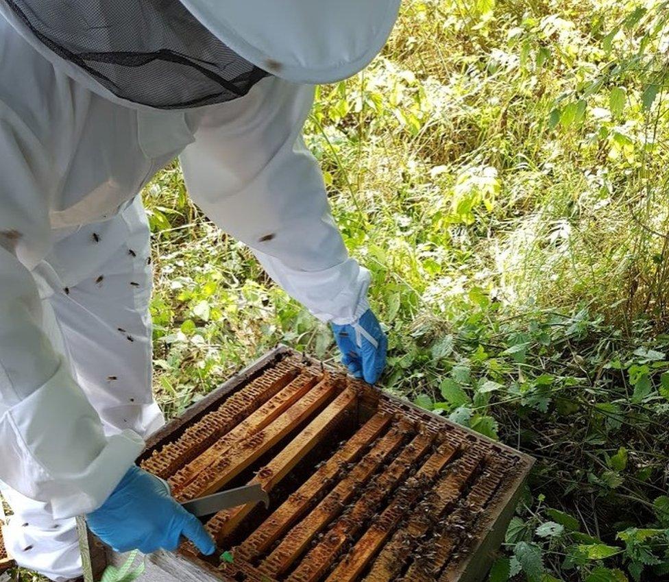 One of the hives before the theft