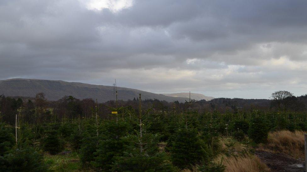 Scotland has good growing conditions for Christmas trees