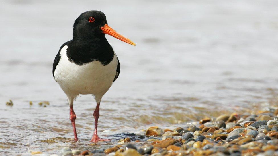 Oystercatcher at Blakeney in Norfolk