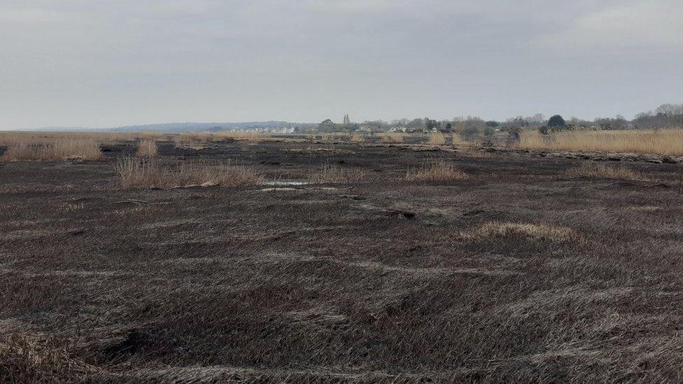 Fire damage at Neston Reedbed near Parkgate, Wirral