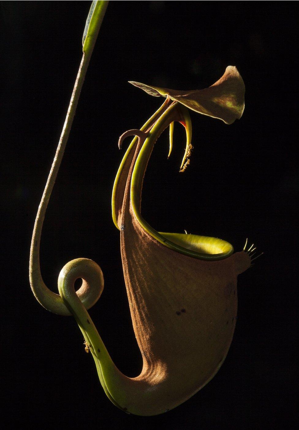 Pitcher plant