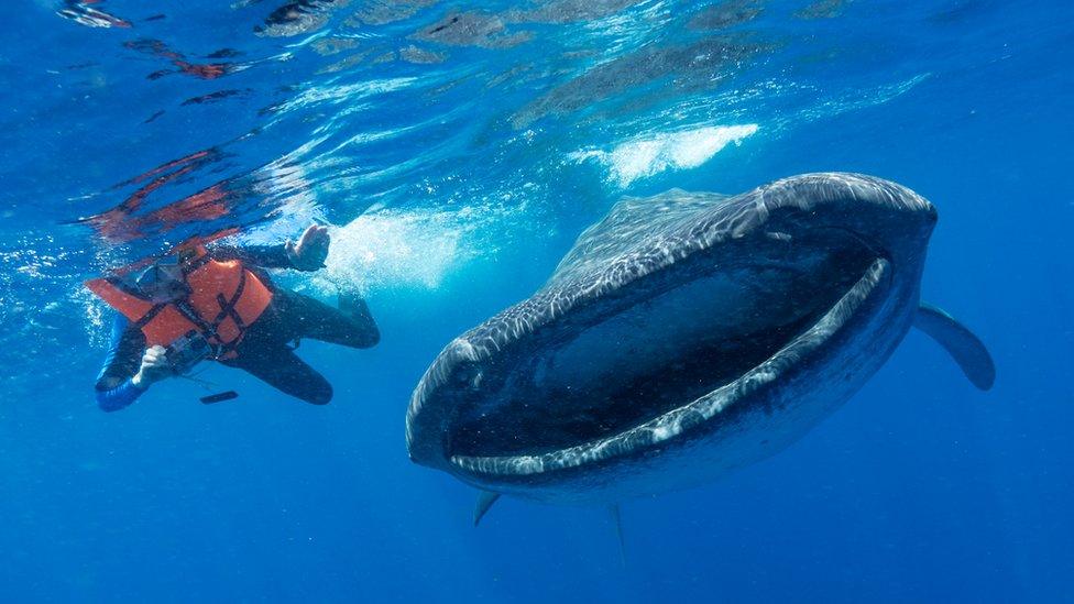 Whale shark in Isla Mujeres Mexico