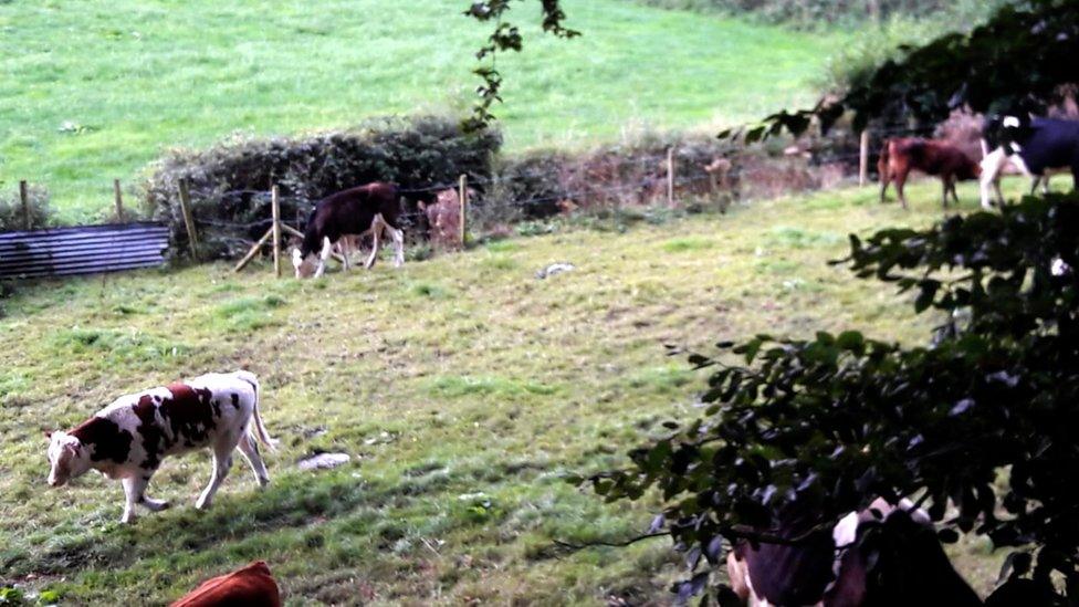 The field where Heather and her dog were attacked by cattle