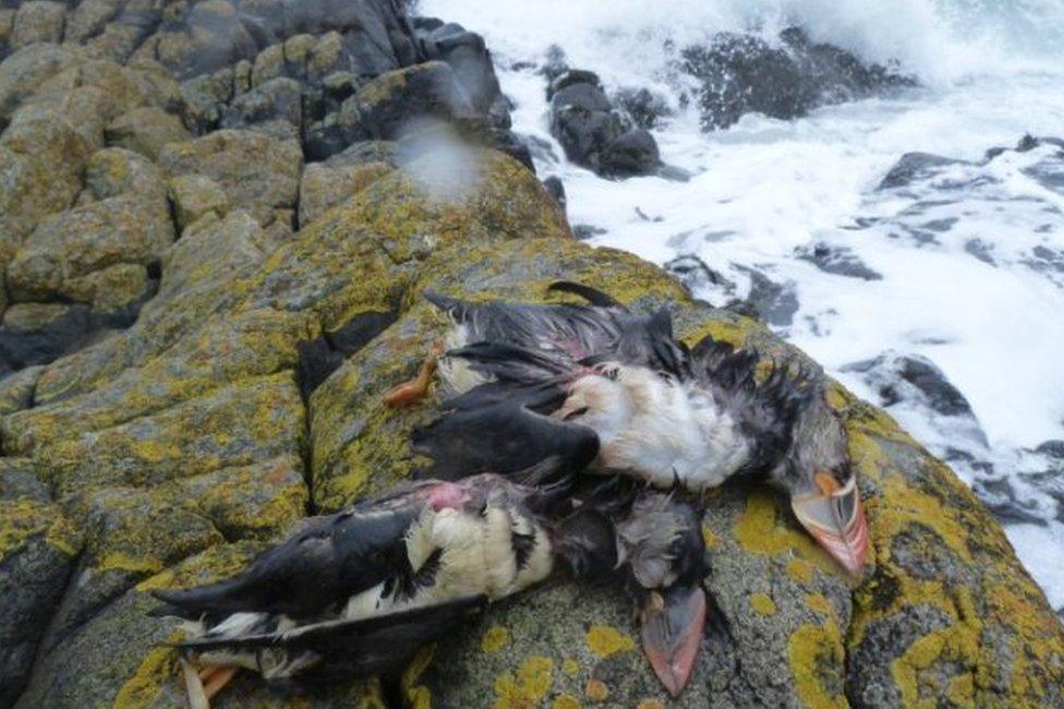 Dead puffins