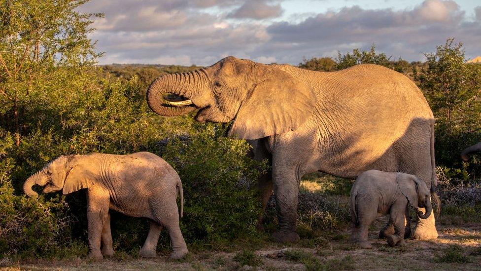 Elephants in South Africa's Eastern Cape province.