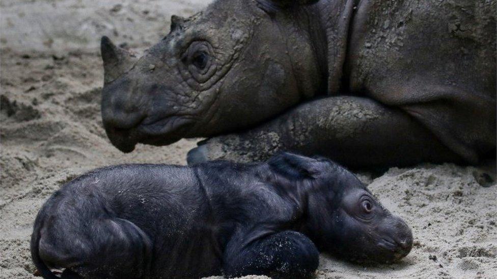 Rare baby rhino with its mother