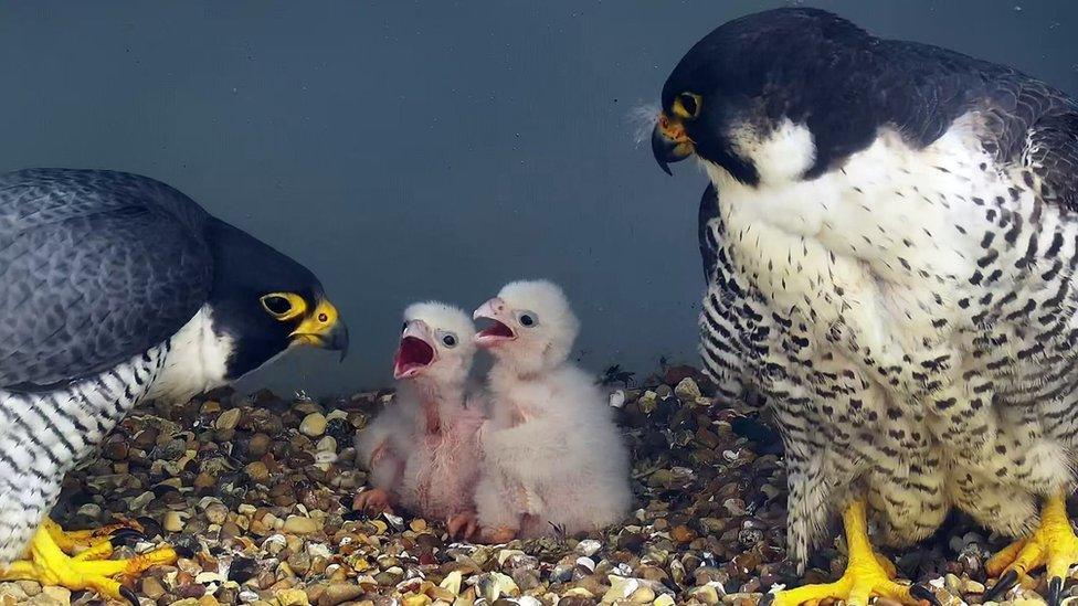 Peregrine falcons and two chicks photographed at Cromer Church