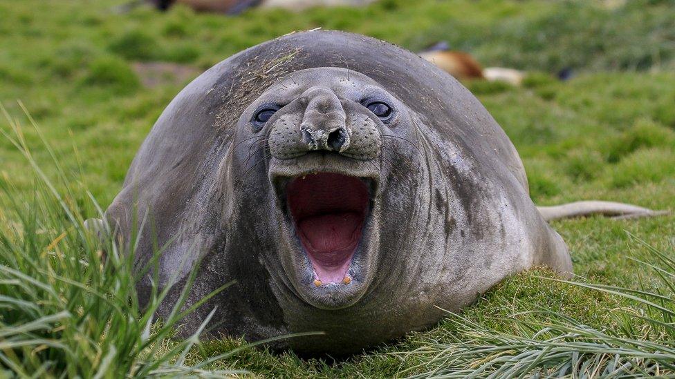 A seal lying on grass opens its mouth really wide