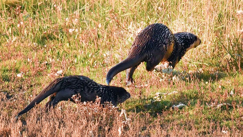 Otters at play on the Norfolk Wildlife Trust reserve at Cley Marsh