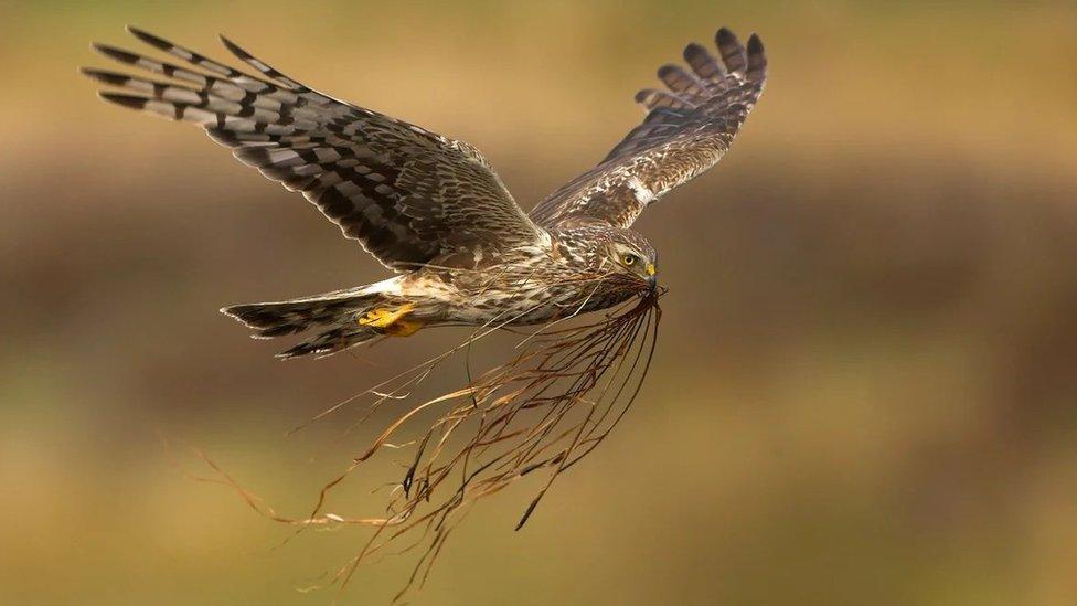 Female hen harrier in flight