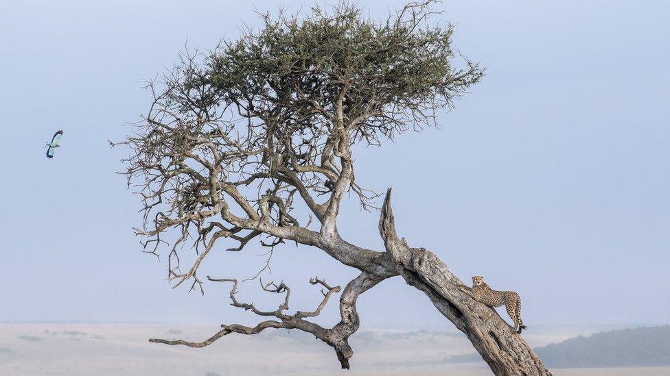 cheetah-using-tree-as-a-leaning-post