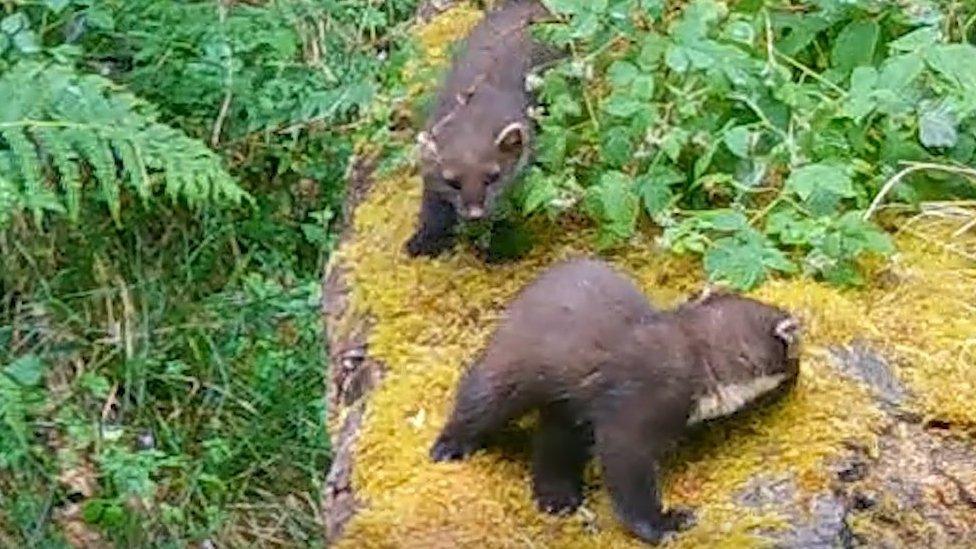 Pine marten kits