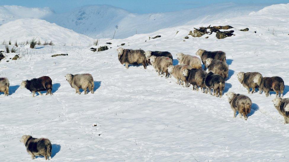 Sheep in the snow