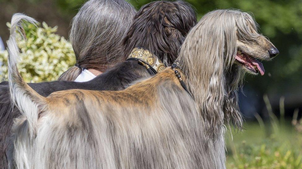 Two dogs with their owner in Germany