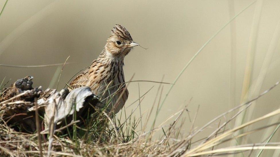 skylark