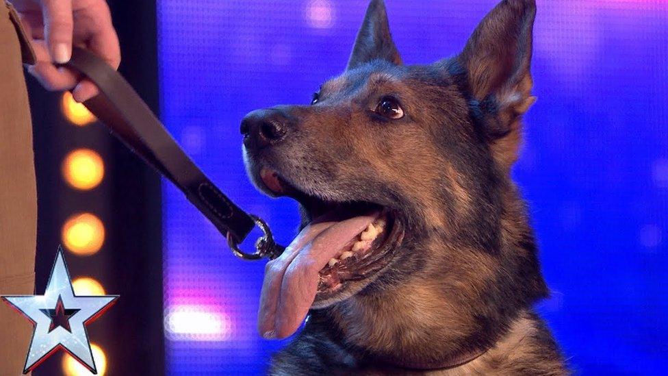 police-dog-finn-bgt