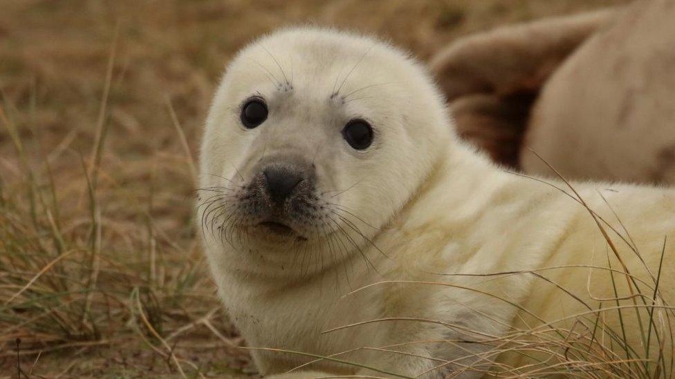 Seal pup on Winterton beach in Norfolk