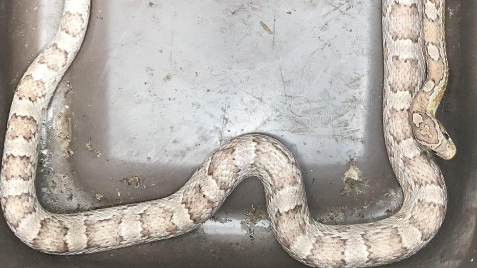 Snake found in drawer