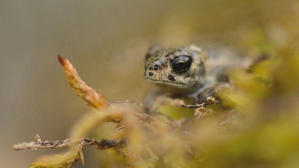 Natterjack toadlet