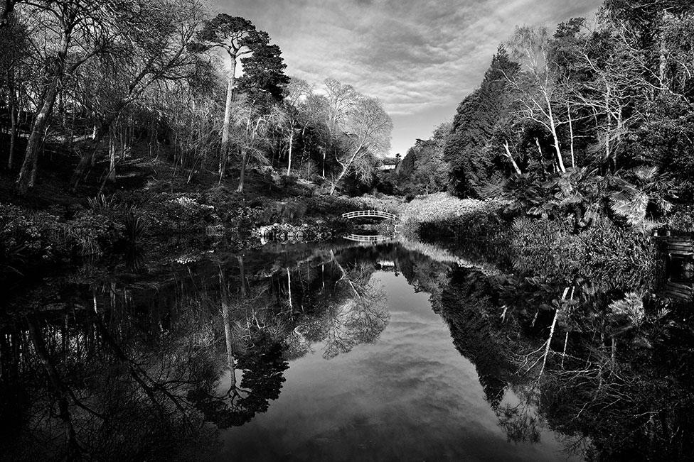 A view of a large pond surrounded by plants and trees