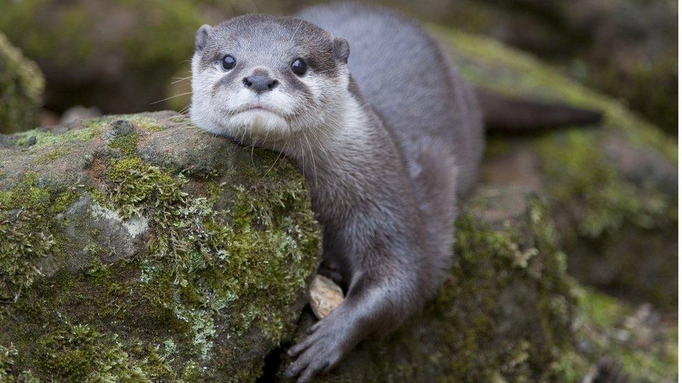 asian-short-clawed-otter