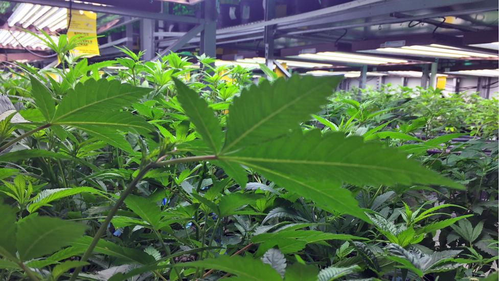 Cannabis plants at a centre in Colorado