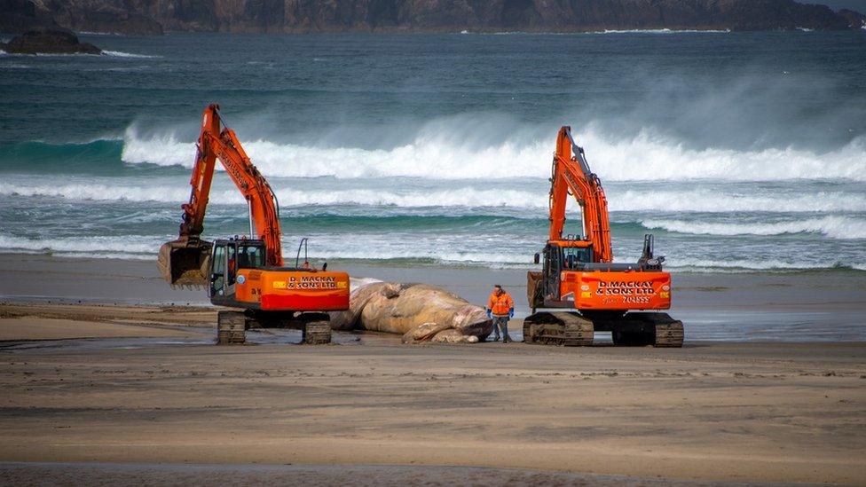 Excavators and whale