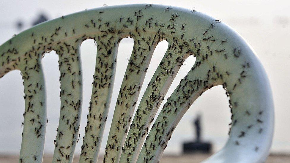 Midges on a chair