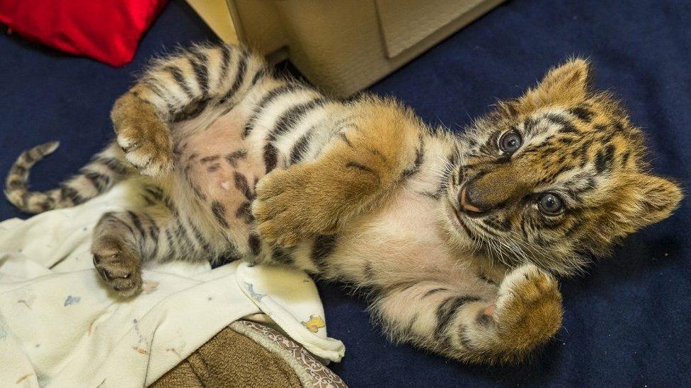 The recovering tiger cub in San Diego zoo