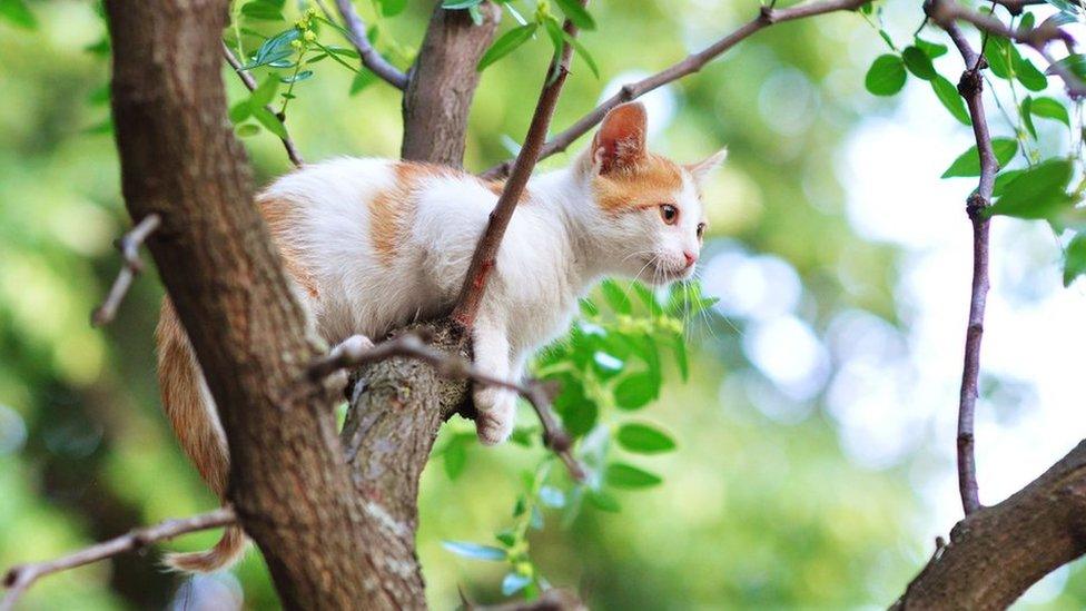 Cat stuck in tree