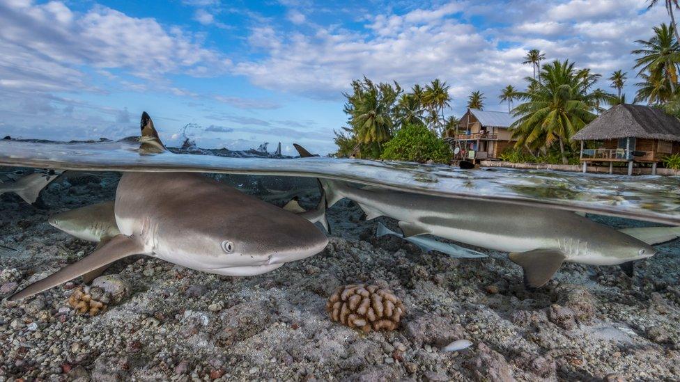 Black tip reef shark French Polynesia