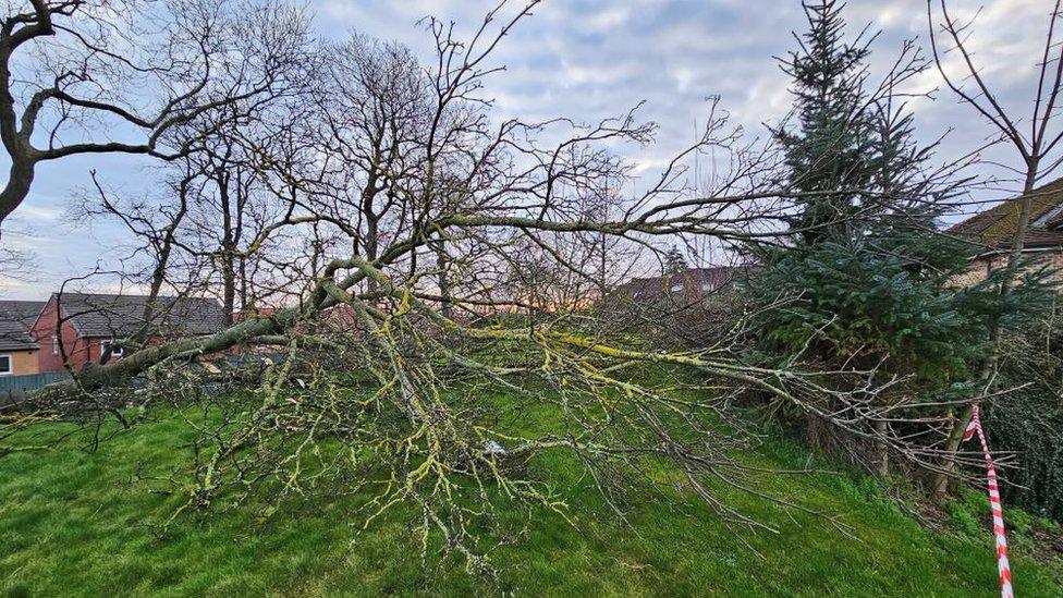 The chopped down tree