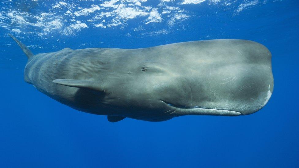 Sperm whale, swimming in the sea