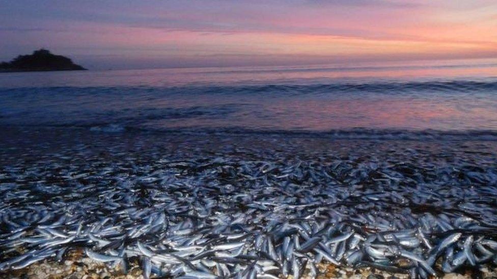 Fish on beach