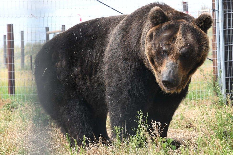 Brown bear