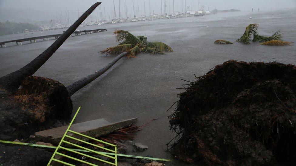 Palm trees blown over