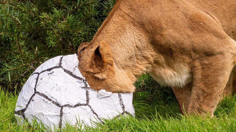 Lion playing with paper football