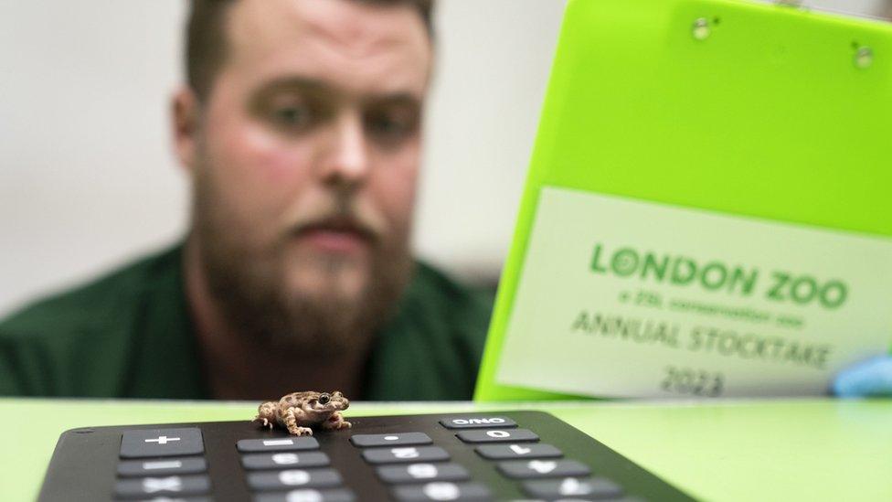 A Majorcan midwife toad looks at the camera as it is counted during the annual stocktake at the zoo.