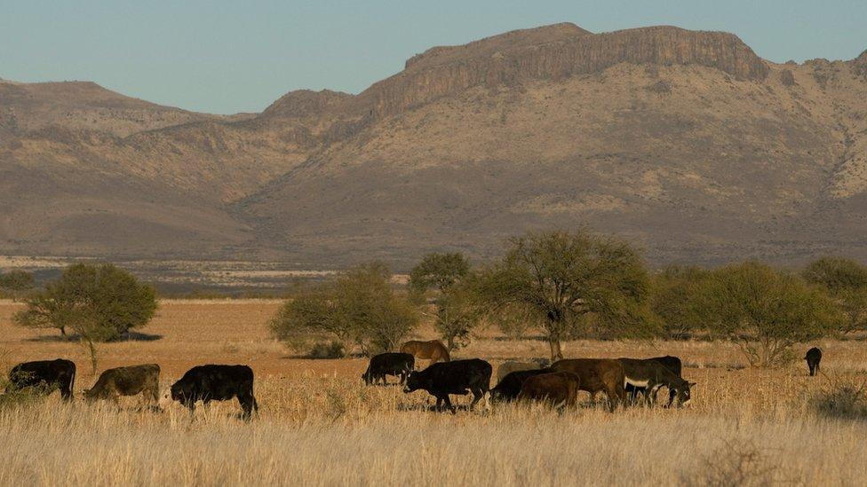 View of cattle grazing in a ranch in Satevo, Chihuahua state