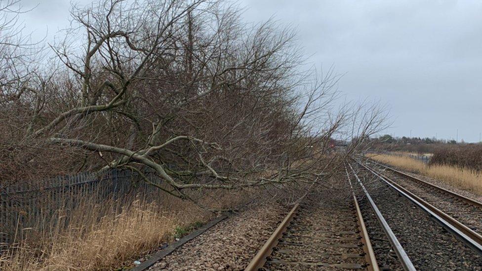 Tree on a railway line