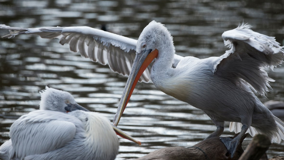 dalmatian pelicans