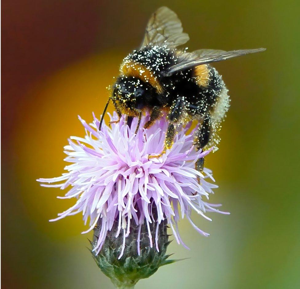 Collecting Pollen by Nigel Harris