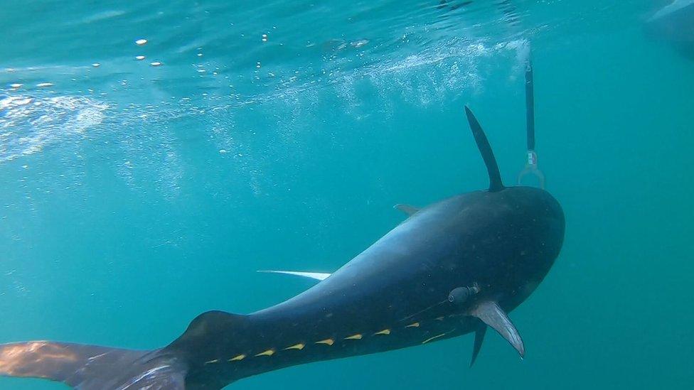 Bluefin tuna fitted with electronic tag