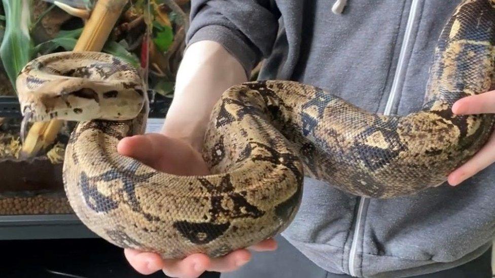 Rambo, a boa constrictor, is after a new owner