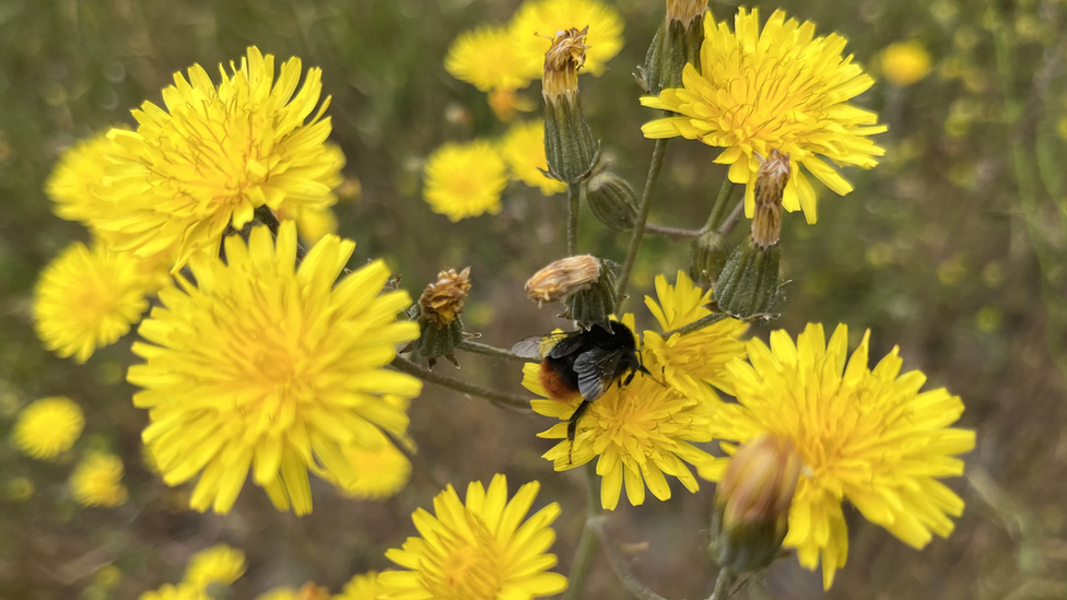 Bee on a flower